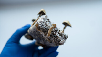 .Medical research on psilocybin. Legalization of psilocybin mushrooms in America