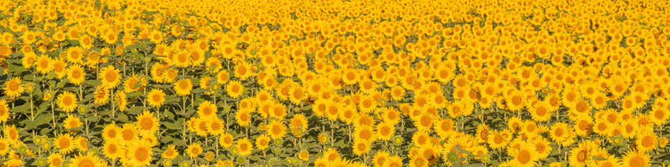 Fototapeta na wymiar Panoramic Close-Up Of Yellow Sunflower Field of sunflowers. fresh and nature concept.