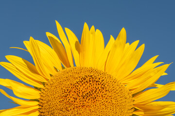 Naklejka premium Sunflower petals with blue sky.