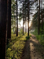 Obraz premium path in the woods