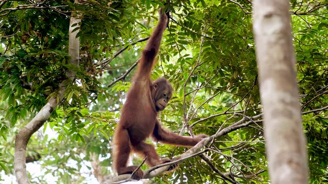 An orangutan climbing up a tree and joined by another orangutan