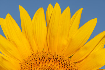 sunflower petals with blue sky