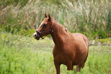 horse in the field