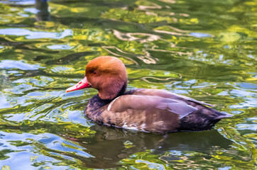 Red crested pochard swims in a pond