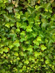 green leaves background