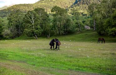 Fototapeta na wymiar Horses hugging on the background of nature.