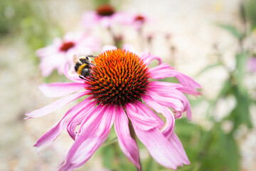 A  bumblebee  on  a pink echinacea, coneflower. More coneflowers can be seen in the background in soft focus.