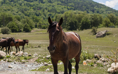 Fototapeta na wymiar Portrait of a sick horse with flies on the background of nature