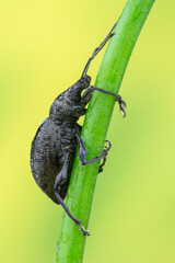 black bug on a leaf