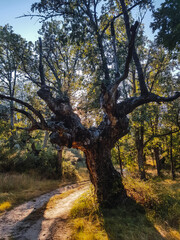 Fototapeta na wymiar Magical oak in a forest at sunset