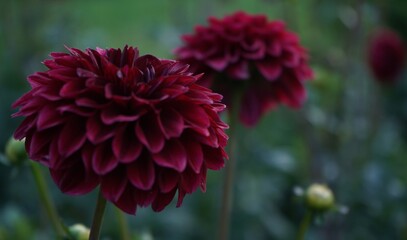 Deep durgundy dahlia bloom formal decorative type against a background of other dahlias and foliage,beautiful flowers,close-up. © Komchatnykh Tetiana