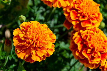 Pomarańczowe kwiatki