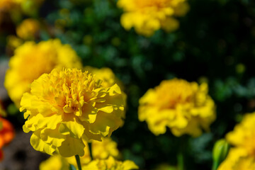 Żółte kwiatki