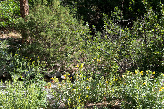 The Cimarron River flows past yellow wildflowers in summer in Cimarron Canyon State Park in New Mexico