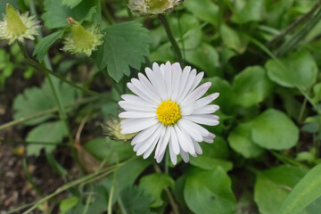 Fototapeta premium Camomile grows in the garden, in the shade