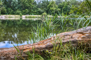 trunk in front of lake with grass. national park lobau, vienna, austria