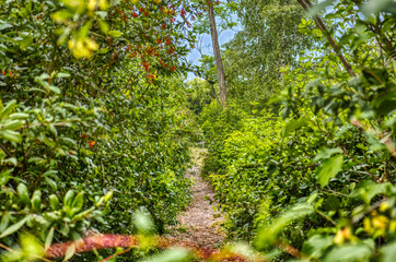 Fototapeta na wymiar path surrounded by green with red berries. national park lobau, vienna, austria