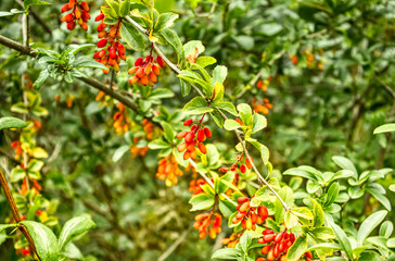 red berries on green plant. national park lobau, vienna, austria