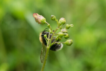 Pollination of plants by bees. An insect sits on a flower and drinks nectar, a macrophotograph of a bee.