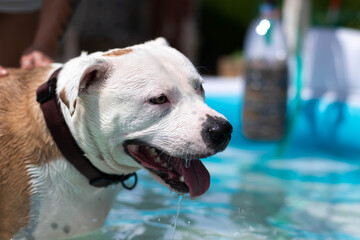 Wet Staffordshire bull terrier dog in the pool during a hot summer day.