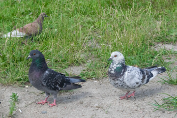 Colorful pigeons walk on the grass. Urban birds in the Park in nature.