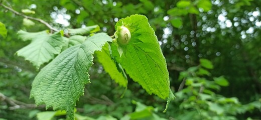 Green hazelnut in a basket among the leaves