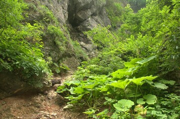 Fototapeta na wymiar A trail among the stone slopes of the mountains with bushes and burdock leaves