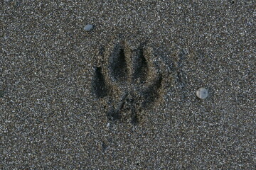 View of a trace of a dog paw over the wet sand