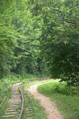 Narrow railway and forest path turn right