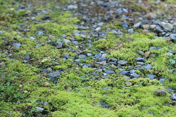 green moss on the ground