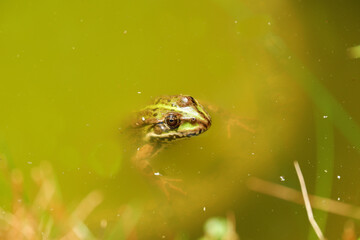 a frog leaning out of the water