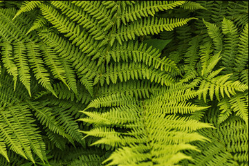 Fototapeta na wymiar Background from green leaves of fern. Summer time.