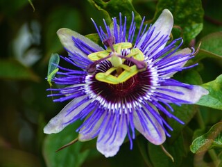 Passion Flower Photographed in Portsmouth with lacewing