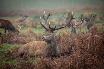 Deer in Richmond park