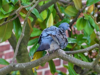Pigeon in a tree - taken in Portsmouth UK