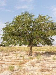 tree in the park