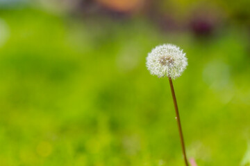 Dandelion, the most fascinating plant with its magic balls