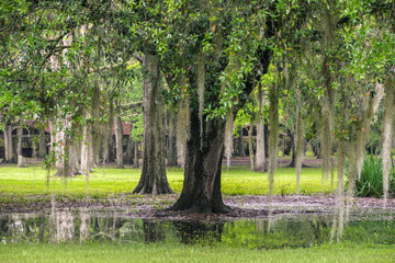 bayou tree