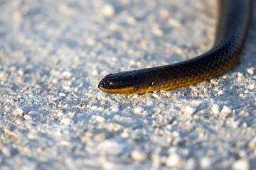 Brown Water Snake