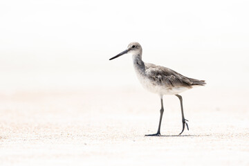 Willet at the Beach