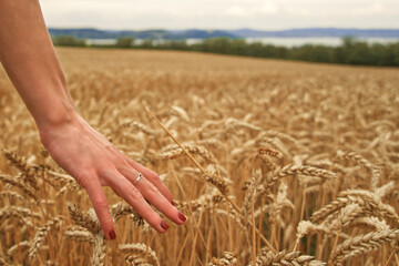 Wheat field