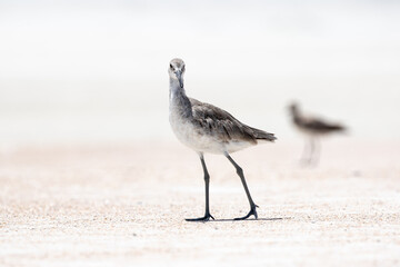 Willet at the Beach
