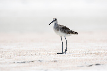 Willet at the Beach