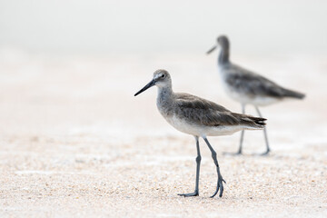 Willet at the Beach