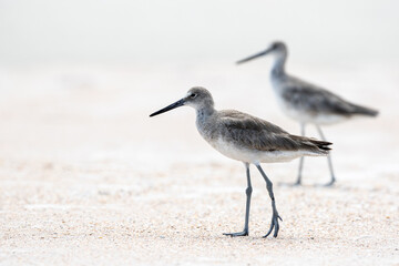 Willet at the Beach