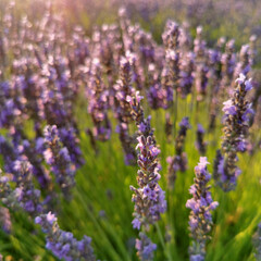 Lavender flower close up in a field against a sunset background.