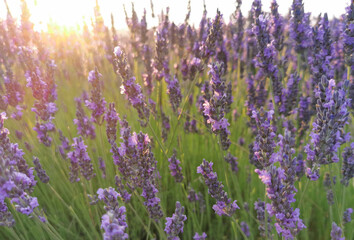 Fototapeta na wymiar Lavender flower close up in a field against a sunset background.
