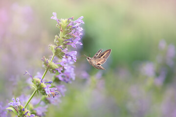 White-lined Sphinx (Hyles lineata)