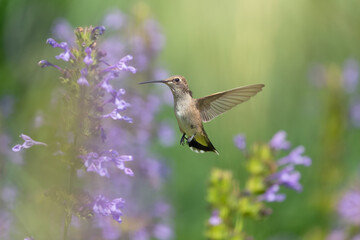 Fototapeta premium Hummingbird