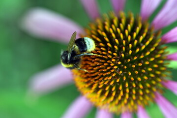 Hummel auf einer Echinacea-Blüte